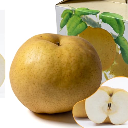 挧   2 2.4kg  傫  ƂƂ Ε j  Mtg ʕ 蕨 v[g p { t[c  Ȃ iV 傫  H 肵 ܂ Hׂ Ԍ   Â