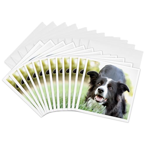 Cartes de vœux Border Collie papeterie canine lot 12 cartes correspondance carrées photo