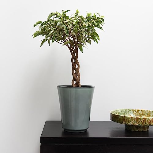 Ficus benjamina Nina: Braided Stem Beauty in a 1x 12cm Pot - Lush and Elegant Houseplant - Tender Shrub by Thompson and Morgan