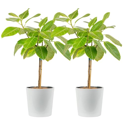 Costa Farms Ficus Audrey Pack of 2