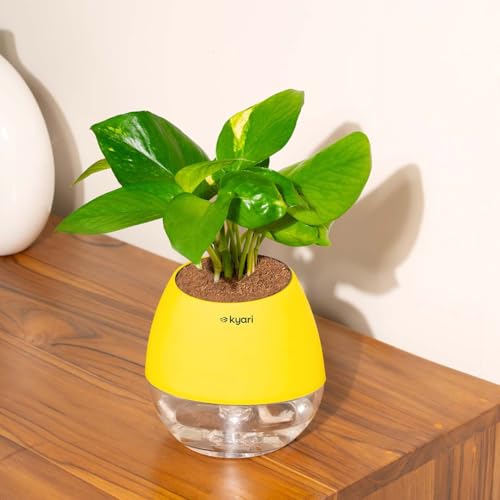 Image of Kyari Money Variegated Indoor Live Plants with Yellow Self Watering Pot - Oval Pot 4 Inch