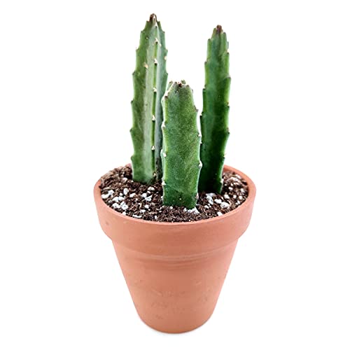 Stapelia Gigantea Zulu Giant Succulent | Starfish Cactus Plant (4'' + Clay Pot) #TOP6