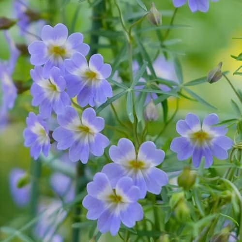 Kapuzinerkresse Samen Mehrjährig 350pcs Generic