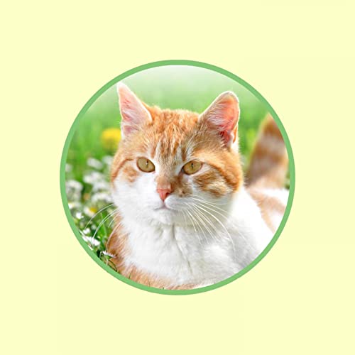Play Piano Music For Cats With Nature Sounds For Leaving Photo Inspiration