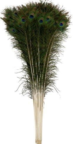 OrangeTag Natural Peacock Feathers 30-35 inches Long (20 pcs per Bundle)