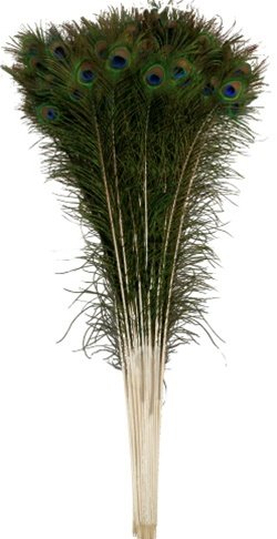 Orangetag Natural Peacock Feathers 30-35 Inches Long (20 Pcs Per Bundle) #TOP1