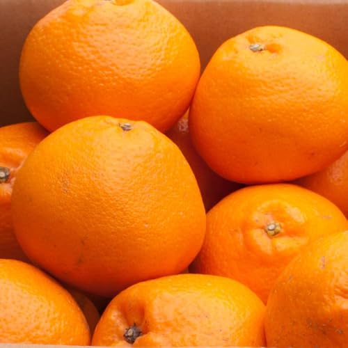 [先行予約]厳選 はるみ1kg+250g(傷み補償分)[デコポンの姉妹品種・新食感春みかん][光センサー選別]
