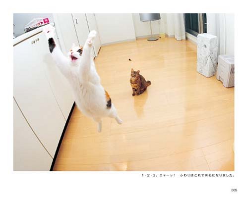 そらとぶねこ Junku 本 通販 Amazon