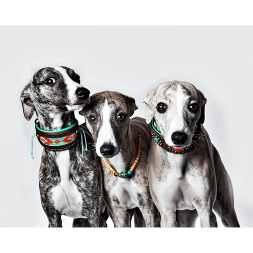 DWAM Hundehalsband – Hundehalsband – Türkis – Leder – S – 22–26 x 4 cm – Paddy Lee Windhund - Halsumfang zwischen 22-26 cm