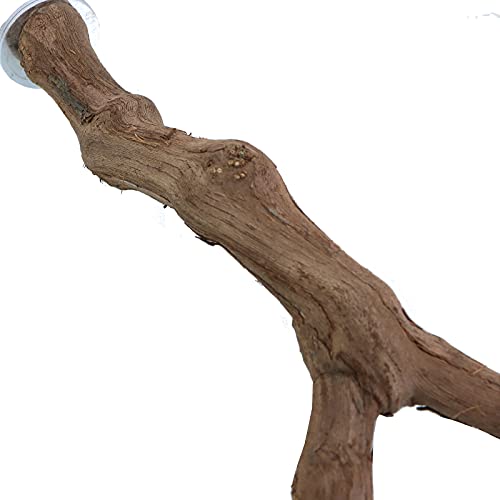 Bird Perch Nature Wood Stand for 3-4pcs Small Medium Parrots (2pcs Grape Perch) - Image 7