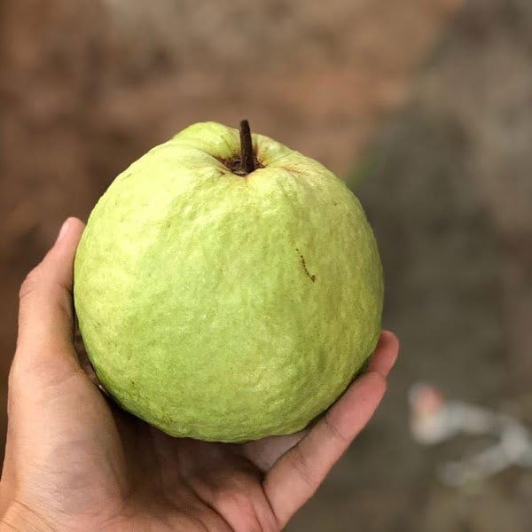 Image of Natura GreenHouse Original 1 Live 1 kg guava Guava Amrud Plant hybrid all seasons Height 1.5-2 FT (1 kg guava)