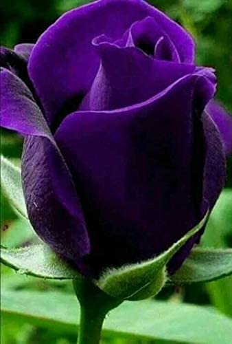 Cloud Farm Grafted Rose Flower Plant Purple Violet Rose Live Plant(Pack Of 1),CF_R4 (B0CYSKS6LF) Amazon Price History, Amazon Price Tracker