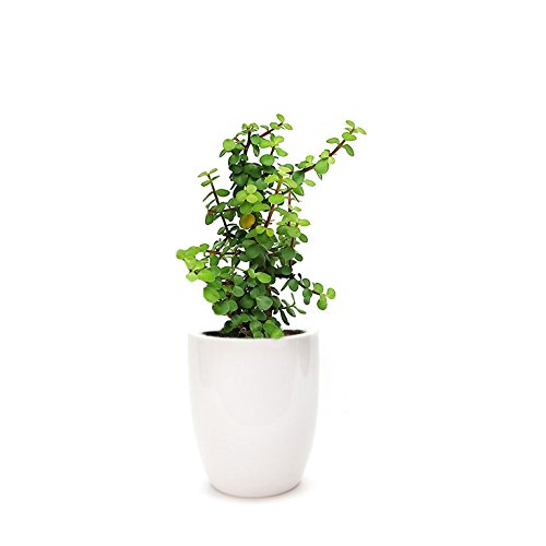 Green Paradise® Jade Plant “Good Luck Plant” with Pot (B07WC7SWQD) Amazon Price History, Amazon Price Tracker
