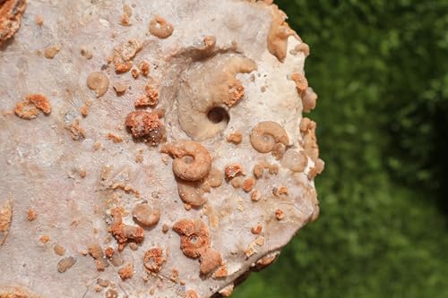 Image of Ammonites & Gastropods Plate Cretaceous Fossils Fossils from Morocco Fossil Rock ammonites Fossil from Morocco A206