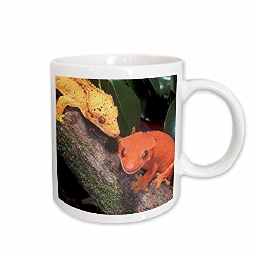 3dRose New Caledonia Crested Geckos, Lizard 15oz Mug