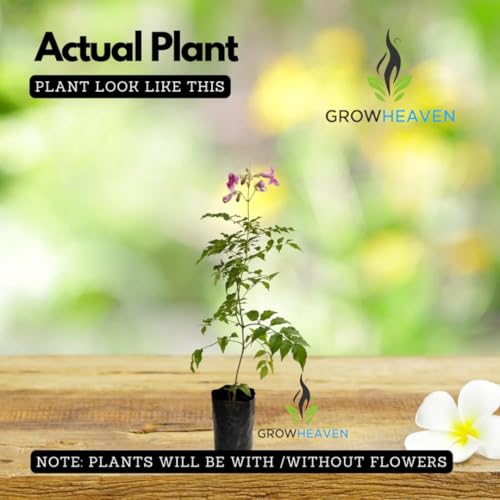 Image of live plants (TECOMA)