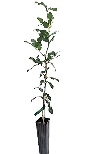 Kaffir Lime Tree - Fruit Bearing Size - 4"X 12" Pot - No Ship Tx,Fl,Az,Ca,La,Hi #TOP1
