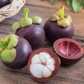 100pcs Purple Mangosteen Fruit Seeds