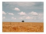 500 Teile Puzzles für Erwachsene Kinder-Feld,Baum,Wolken 52x38cm