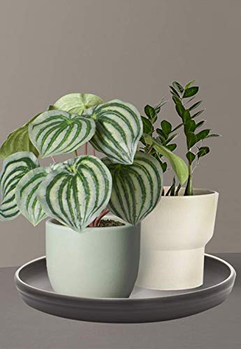 Sarosora Round Plastic Plant Saucer Drip Tray Set Of 6 For Indoor Outdoor Home Garden Flower Plant Container Flower Pot Pallets ((9.4''+10.4"+12'') X2, Dark Grey) #TOP5