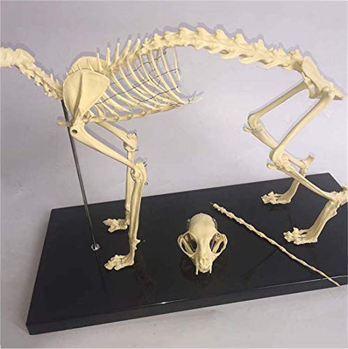 Squelette de chat AMITD pour comprendre l'anatomie vétérinaire