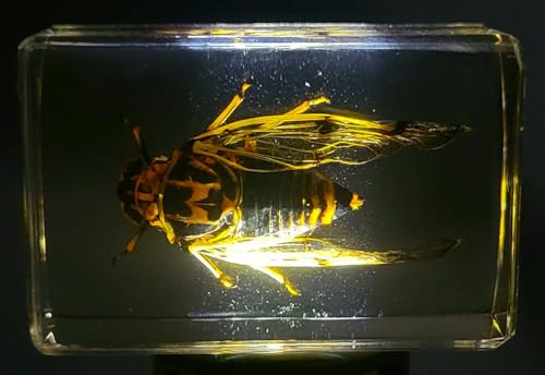 Image of 44mm Real Cicada Cicadatra Querula in Crystal Clear Lucite Resin Specimen Preserved Insect Taxidermy Collection for Biology Science Education & Desk Ornament Display Supplies Small Paperweight Crafts