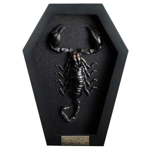 Real Large Scorpion Beetle Coffin Black Frame Gothic Decor Dried