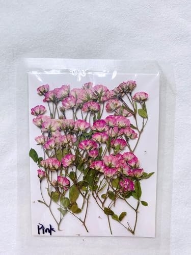 12 piezas de mini capullos de rosa prensados y secos miniatura 2