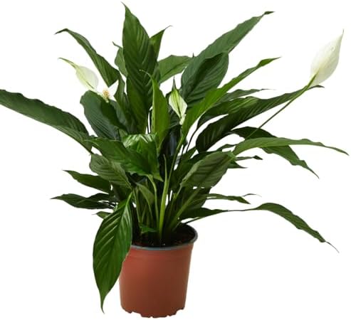 Verdecora Spathiphyllum en maceta Ø17cm | Lirio de la Paz | Plant...