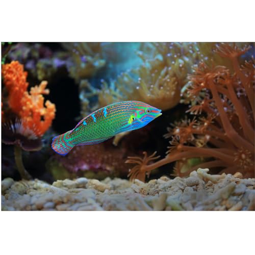 Image of Fish Tank Coral Filter Fish Tank Filter Crushed Coral for Freshwater Aquarium Bio Ceramic Filter Media Fish Tank Filtration Material Pond Filter Media Reusable Aquarium Filter