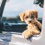 PawSafe Dog Car Seatbelt – Retractable, Adjustable, Elastic, Heavy Duty & Durable Car Seatbelt for Pets – 2 Belts & 1 Compact Travel Bowl Combo (Gray & Black Belts with Gray Bowl)