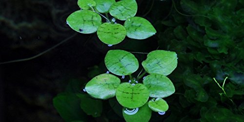 Mühlan Aquatic Plants Lot de 10 Limnobium laevigatum Grenouillette