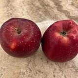 300 piezas semillas de manzana (manzana, manzano) camas elevadas para jardín regalos para los amantes del jardín maceta de bonsái flores del jardin Plantas de balcón resistentes Plantas