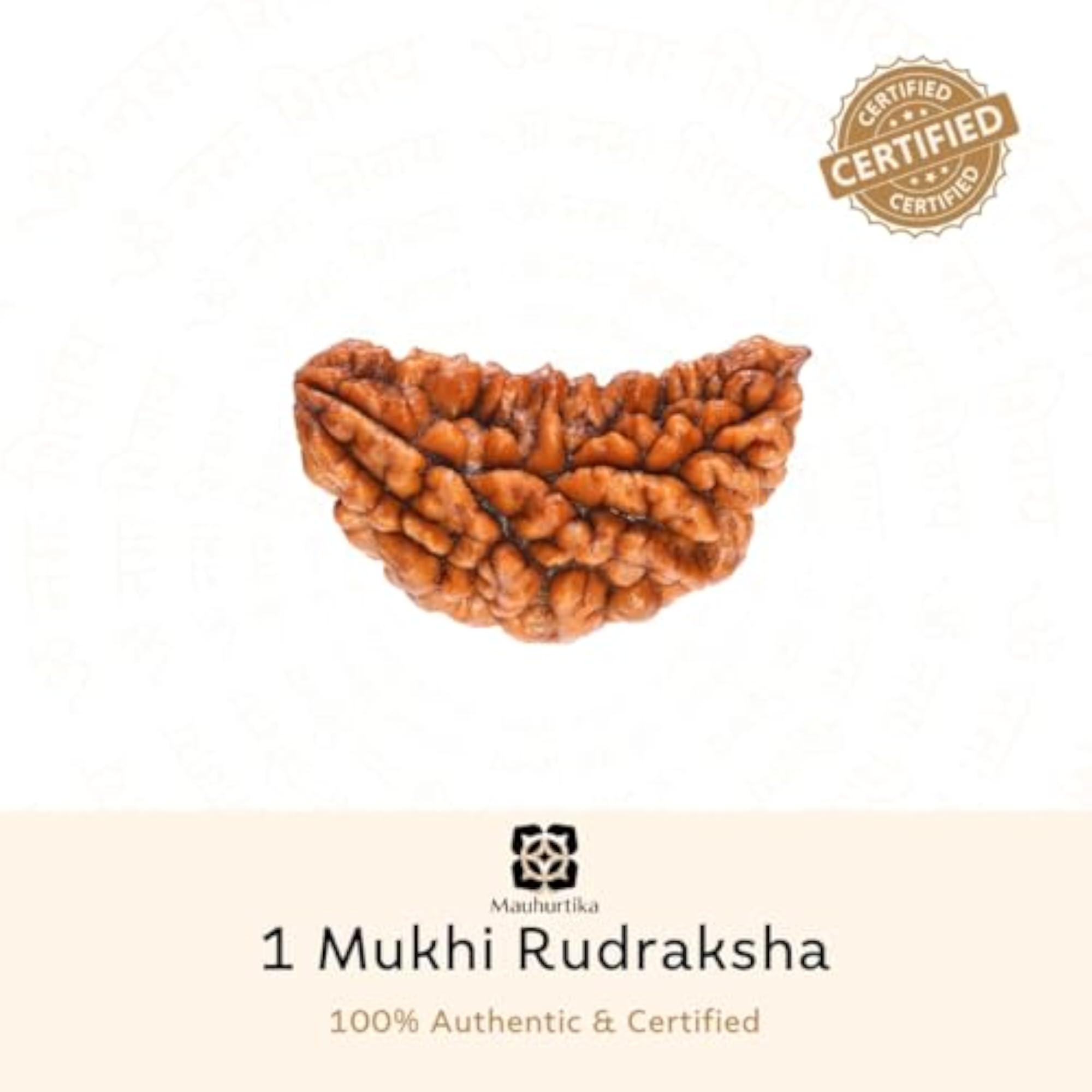 Original 1 Mukhi Rudraksha Nepali Bead