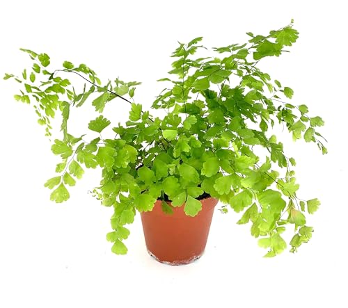 Maiden Hair Fern Adiantum Raddianum Live Plant 4 Pot Green Foliage Bright Filtered Sun