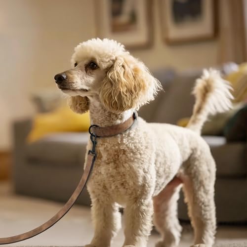 Didog Hundehalsband aus weichem, gepolstertem Leder, atmungsaktives, strapazierfähiges Hundehalsband aus Leder mit Verstellbarer rostfreier Metallschnalle für mittelgroße und große Hunde, Braun, M