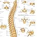 ACC The Vertebral Column Anatomical Chart