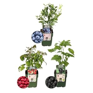 Plants by Frank Fruchtenparty Bio Obstpflanzen Set