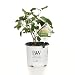 Incrediball Smooth Hydrangea, Live Shrub, Green to White Flowers, 1 Gallon