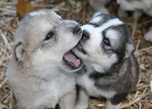 XuFan Usain Bolt Olimpiadi di Rio in Esecuzione Poster e Stampe Poster d'Arte Pittura su Tela Decorazioni per la casa Cornice Interna in Legno da 20x28 Pollici 1 Pz