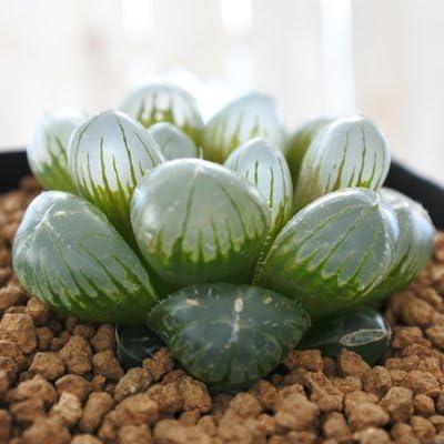 Amazon Naハオルチア オブツーサ ドドソン紫オブツーサ 多肉植物 ハオルチア 7 5cm 観葉植物 オンライン通販