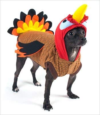 pug dressed as turkey