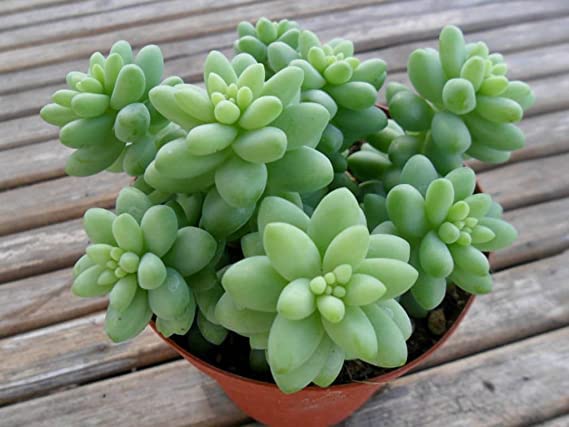 MSK EVER GREEN Live Donkeys Tail (Sedum morganianum) Secculent Indoor Plant With Pot (B0CTMTVFJH) Amazon Price History, Amazon Price Tracker