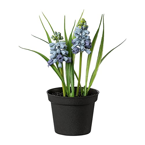creativ home Kunstpflanze MUSCARI im schwarzen Topf. ca17cm. Traubenhyazinthe getopft. BLAU