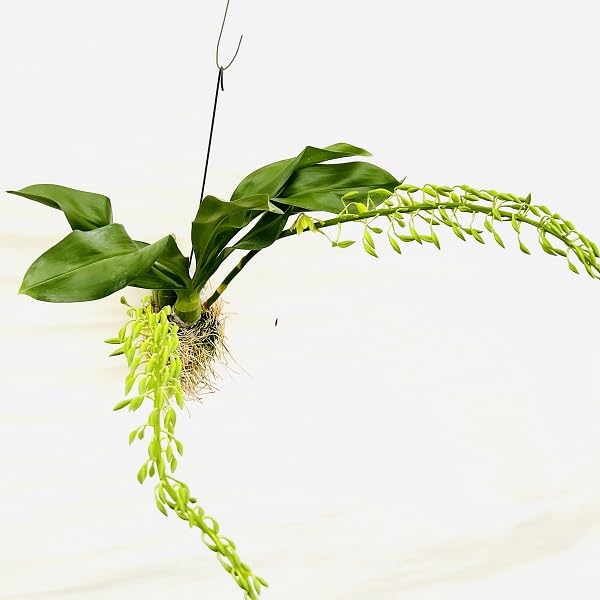 Amazon｜おしゃれ 観葉植物 蘭：グラマトフィラム ヒヒマヌ*吊り