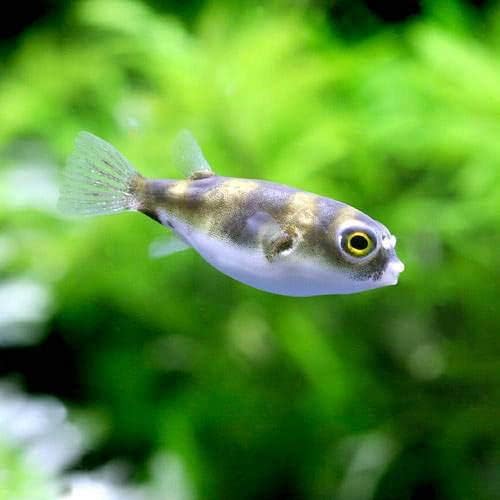 熱帯魚 南米淡水フグ ３匹 北海道 九州航空便要保温 沖縄別途送料 Charm チャーム 観賞魚 水中生物 通販 Amazon