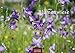 Produktbild Blumenwiese S 2020 35x24cm