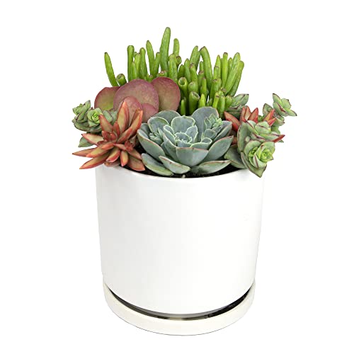 Altman Plants, Flapjack Kalanchoe Plant Real Succulents Live Indoor Plants, Kalanchoe Plants Live Succulents Plants Live House Plants Live, Succulent Plants Live Plants Indoor Plants Live Houseplants #TOP5
