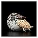 XUXFANG Plüschspielzeug Simulation Nautilus Plüschtier Spielzeug Kammer Nautilus Nautiloidea Modell Meer Leben Gefüllte Tiere Weiche Nette Schöne Puppen Geschenk for Kinder