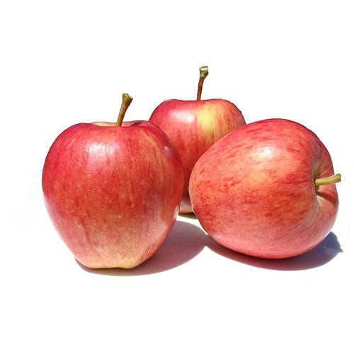 Image of Gala Apple Fruit Seeds, 10 Seeds | Rare Apple Variety, Exotic, For Growing